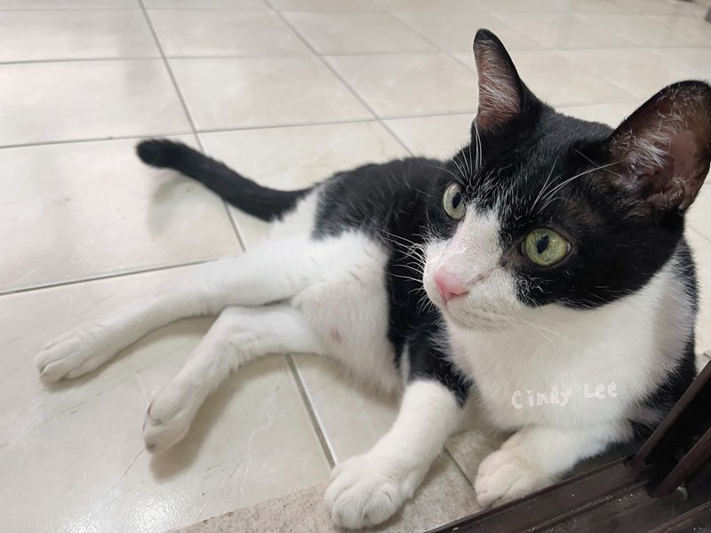 女人知己試用大隊,口碑行銷,部落客行銷,PURRFACT 波菲特貓用主食罐,主食罐,PURRFACT波菲特,貓主食罐,貓罐,PURRFACT波菲特貓用主食罐,魚肉蔓越莓主食罐,鮮嫩雞主食罐,鹿肉雞肉主食罐,牛肉鵪鶉貓主食罐,干貝蠶蛹配方,鱷魚肉白木耳配方,雞肉魚肉配方,安心鶉配方,評價,體驗,適口性佳,心得,成貓適用,高齡貓適用,質地是慕絲狀